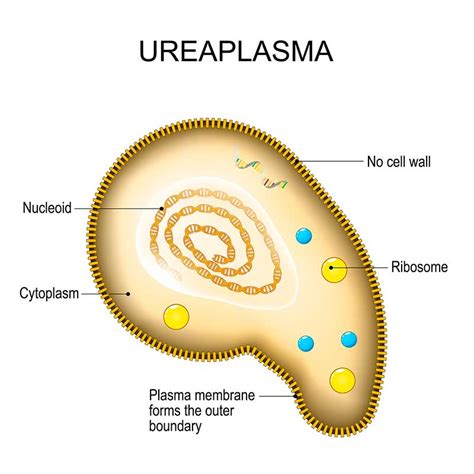 ureaplasma betekenis.